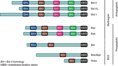 Figure 1 from Mechanisms of action of Bcl-2 family proteins. | Semantic ...