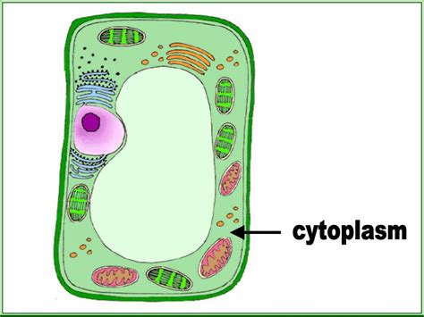 Cytoplasm Plant Cell Diagram