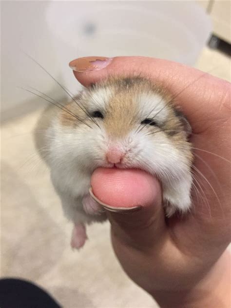 Pin by のぞみ on Adorable hamsters & more | Cute hamsters, Cute funny ...