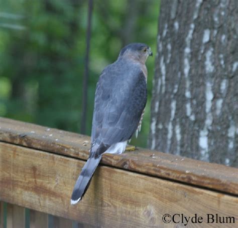 Birding Trails - Tennessee Wildlife Resource Agency | Cooper's Hawk