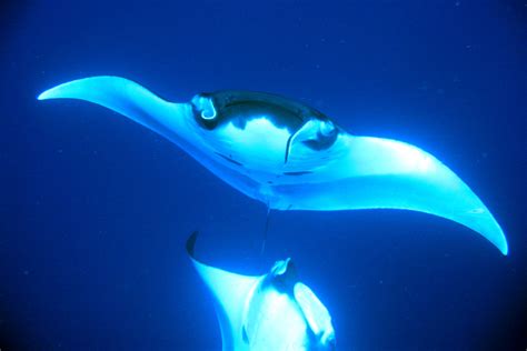 All About the Mysterious Giant Manta Ray - Manta Ray Advocates Hawaii