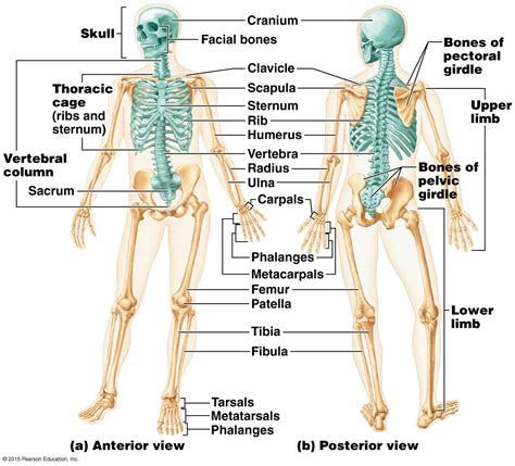 Skeletal System