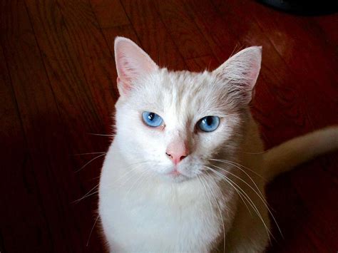 Siamese White Cat Photograph by A L Sadie Reneau - Fine Art America