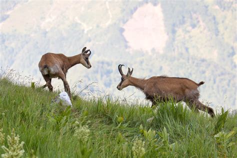 Carpathian Mountains wildlife location in Poland, Europe | Wildlife Worldwide