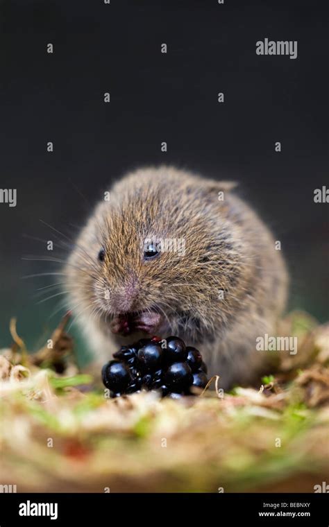 field vole; Microtus agrestis; eating blackberry Stock Photo - Alamy