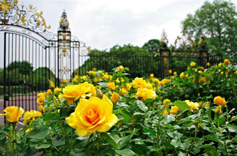 Discover Stunning Rose Gardens: A Perfect Blend of Beauty and Travel