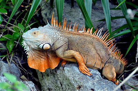 Picture of a Giant Iguana on Rocks with Natural Background - Khoirulpage