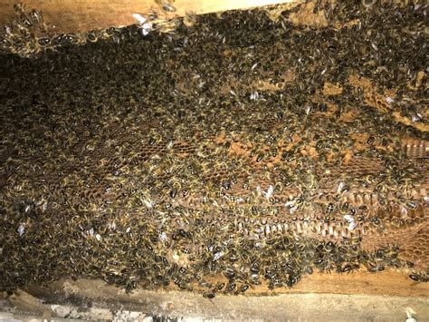 Bee Nest Removal | Honey, Bumble and Mason Bees | Hampshire