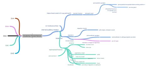 Anatomy Facial Nerve (internal auditory meatus (stylomastoid foramen…
