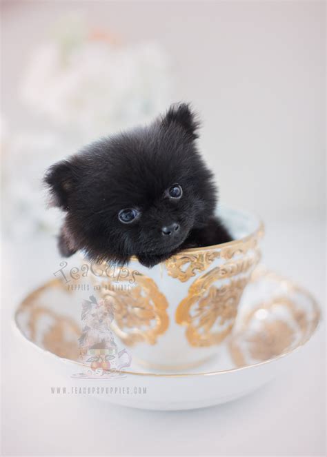 Pomeranian Puppies at Teacups Puppies | Teacups, Puppies & Boutique