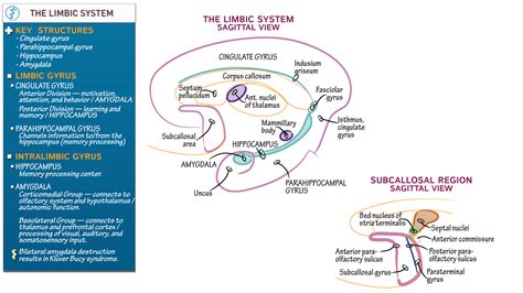 Neuroanatomy: Limbic System Anatomy | ditki medical & biological sciences
