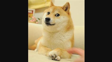 The Shiba Inu dog from the doge meme turns 16, celebration post goes viral | Trending ...