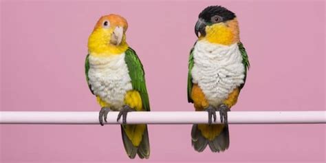 Caique Parrot Facts | Types, Price, Care, Training & More – Your Parrot ...