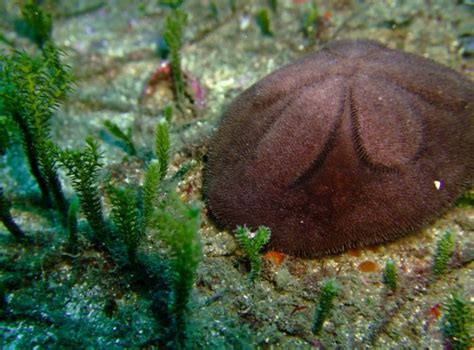 The Pleasantly Plump Sand Dollar Urchin | Featured Creature