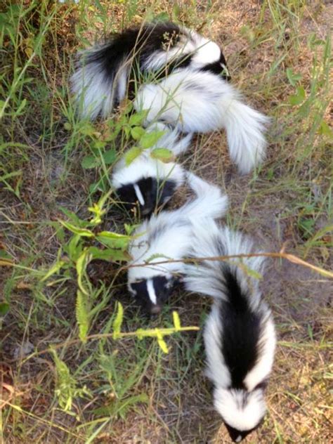 Skunk Trap – Humane Wildlife Removal