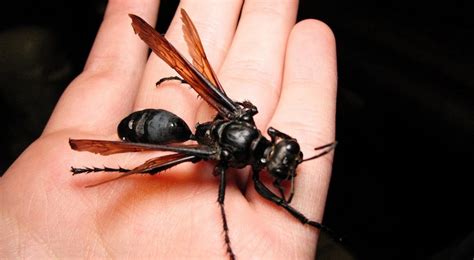 Man gets willingly stung by a WARRIOR WASP and quickly starts to regret his life decisions ...