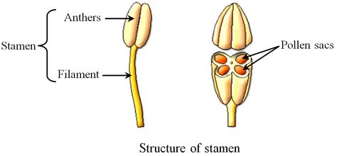Which of the following are the parts of stamen?