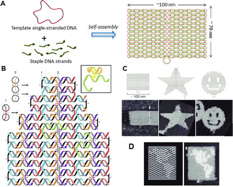 DNA origami structure. (A) The method employed to prepare a DNA origami ...