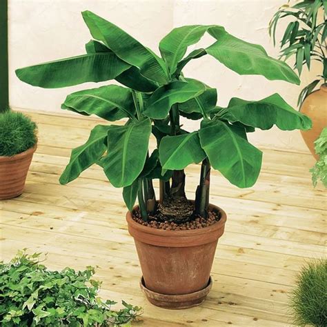 How to Grow and Care for a Banana Plant | Banana plants, Banana plant ...