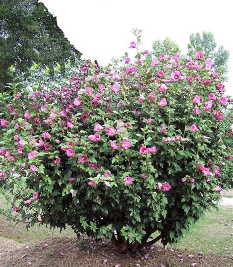 Hibiscus Syriacus Rose-Violet | ubicaciondepersonas.cdmx.gob.mx