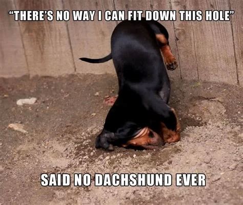 Dachund | Weenie dogs, Weiner dog, Wiener dog