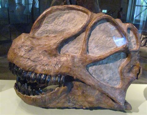 Camarasaurus sp. from Flickr: EOL Images - Encyclopedia of Life | Dinosaur fossils, Prehistoric ...