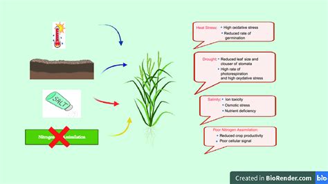 Effect of different abiotic stresses on plant growth. Abiotic stresses ...