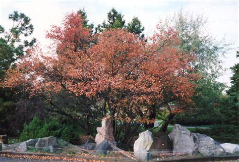 Allegheny Serviceberry (Amelanchier laevis) in Columbus Dublin Delaware Grove City Gahanna ...