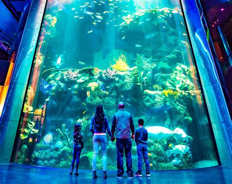 Wonders Of Wildlife Aquarium Voted Number One In Nation | KTTS