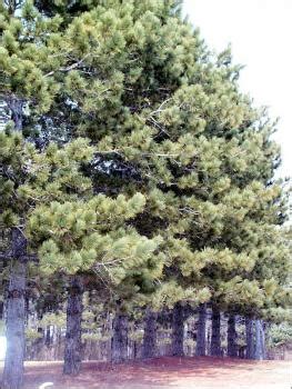 Red Pine | Natural Resource Stewardship