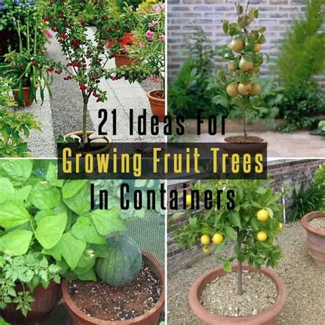 21 Best Ideas For Growing Fruit Trees in Containers - Gardenoid