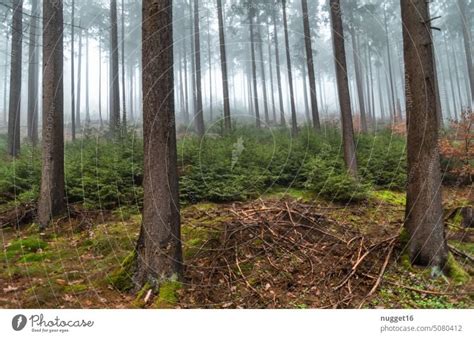 gloomy coniferous forest in fog - a Royalty Free Stock Photo from Photocase