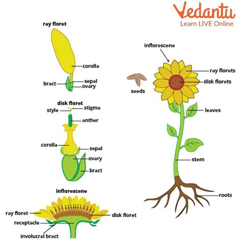 What is the Scientific Name of Sunflower