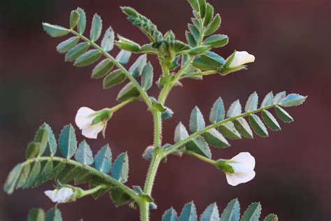 Cicer arietinum - Biodiversité végétale du sud-ouest marocain