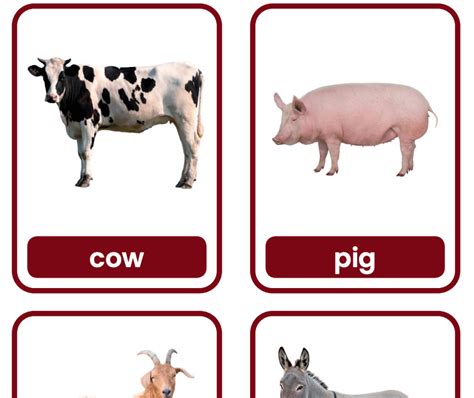 Farm Animal Flashcards with real images