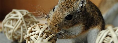 Common Gerbil Health Problems - My Family Vets