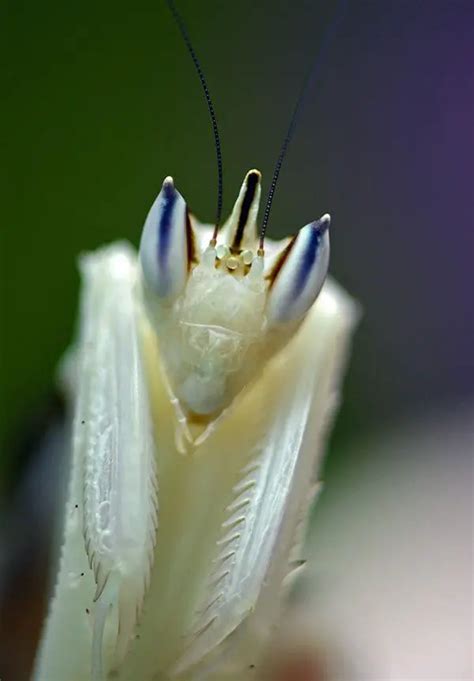 Orchid Mantis | The Animal Facts | Appearance, Diet, Habitat, Behavior