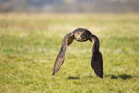 Flying Eurasian Eagle Owl. Owl in Nature Habitat. Bird Action Scene. Bubo Bubo. Largest Owl in ...