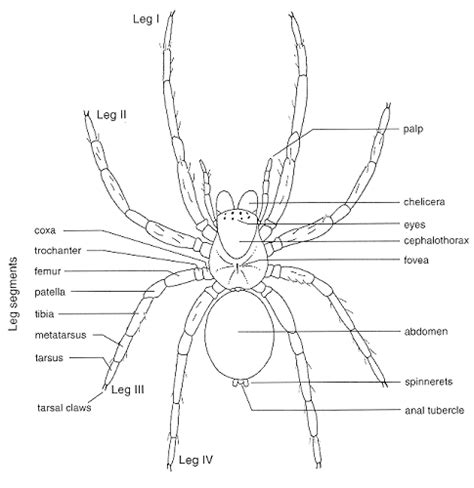 Spider Anatomy