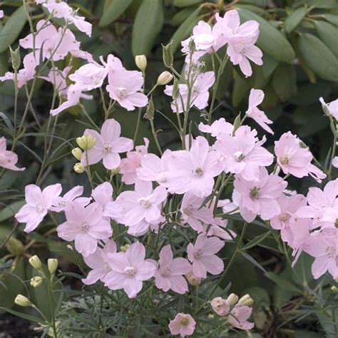 Delphinium Summer Morning – Green Valley Garden Centre