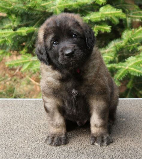 Leonberger puppy!!! | Leonberger dog, Baby dogs, Dog breeds