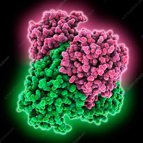 Concanavalin A molecule - Stock Image - C035/5775 - Science Photo Library