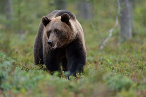 Bear Watching in Finland | Holidays 2024/2025 | Best Served Scandinavia