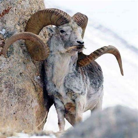 Wild animals in the Karakoram - 9 Amazing Facts About The Mighty Karakoram Range That You Didn't ...