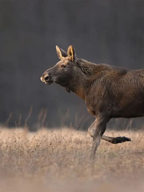 Do Female Moose Have Antlers? (Complete Information!) - Exploration Squared