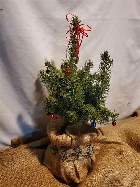 Live Blue Spruce Decorated Christmas Tree in Gallon Nursery - Etsy