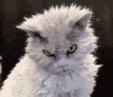 Angry Cat Gif - Ebba Neille