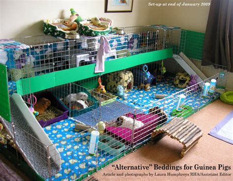 Creative Guinea Pig Cage Ideas | Guinea pig cage, Guinea pigs, Indoor guinea pig cage