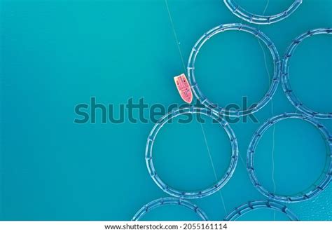 Fish Farming Seabass Gilthead Fish Aquaculture Stock Photo 2055161114 | Shutterstock