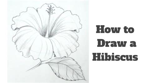 Hibiscus Flower Drawing Step By Step